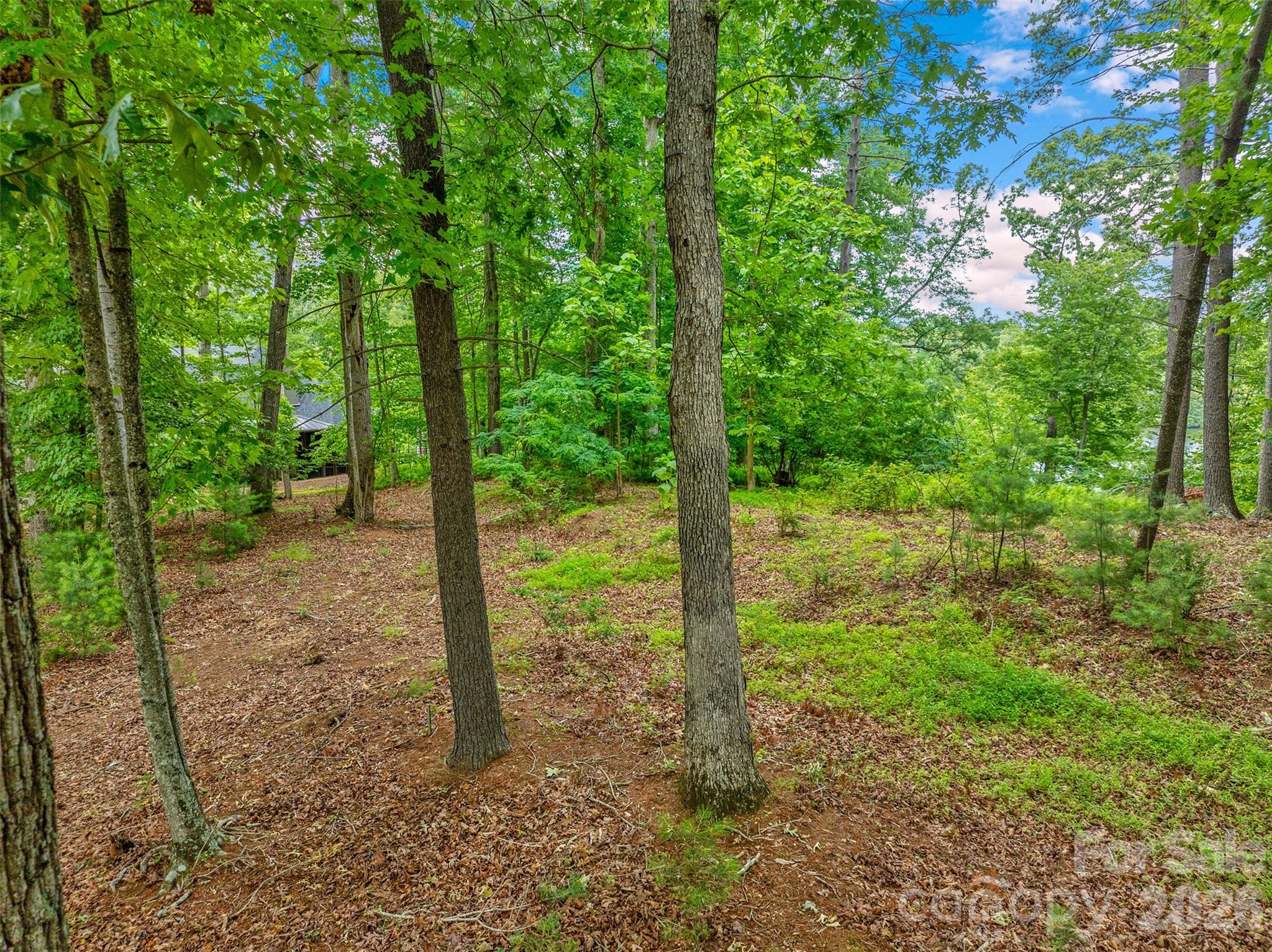 17 Hendrickson Court Candler, NC 28715 - Photo 5 of 17 a view of a forest with trees in the background