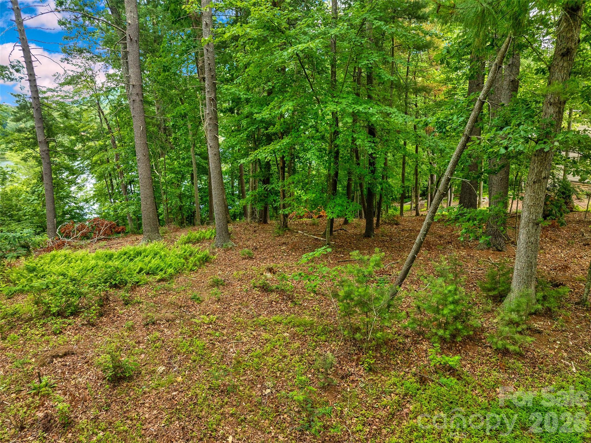 17 Hendrickson Court Candler, NC 28715 - Photo 8 of 17 a view of backyard with green space