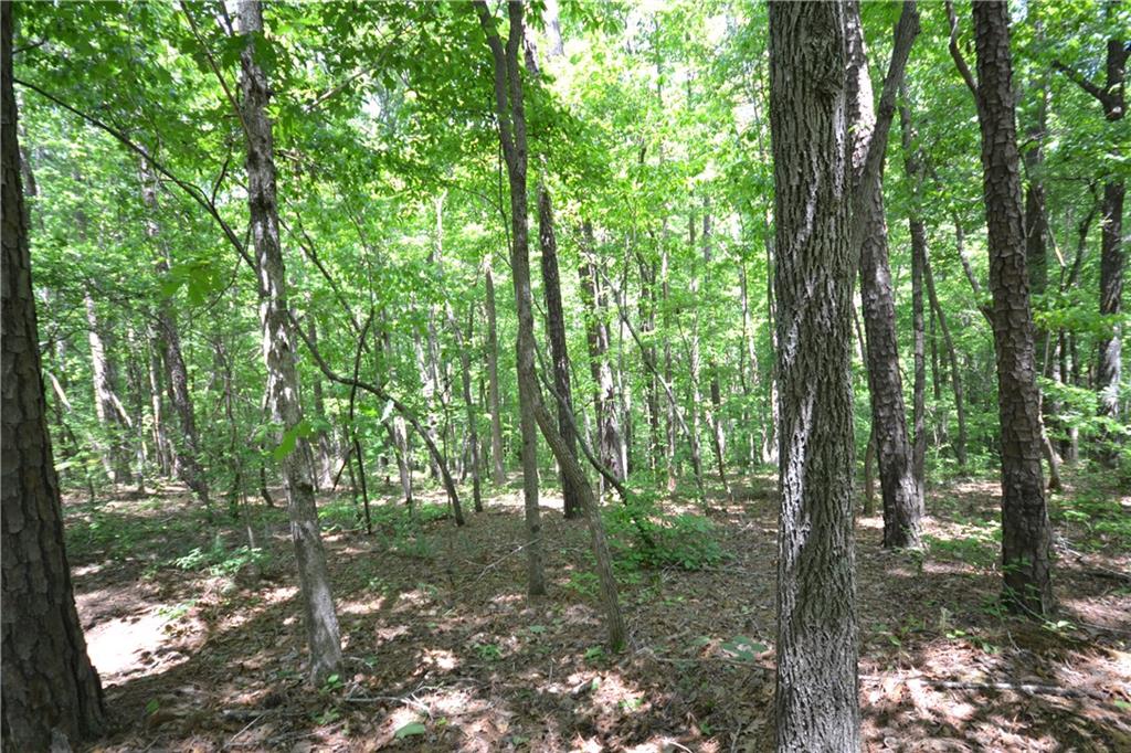 5960 Highway 120 Buchanan, GA 30113 - Photo 12 of 40 a view of forest