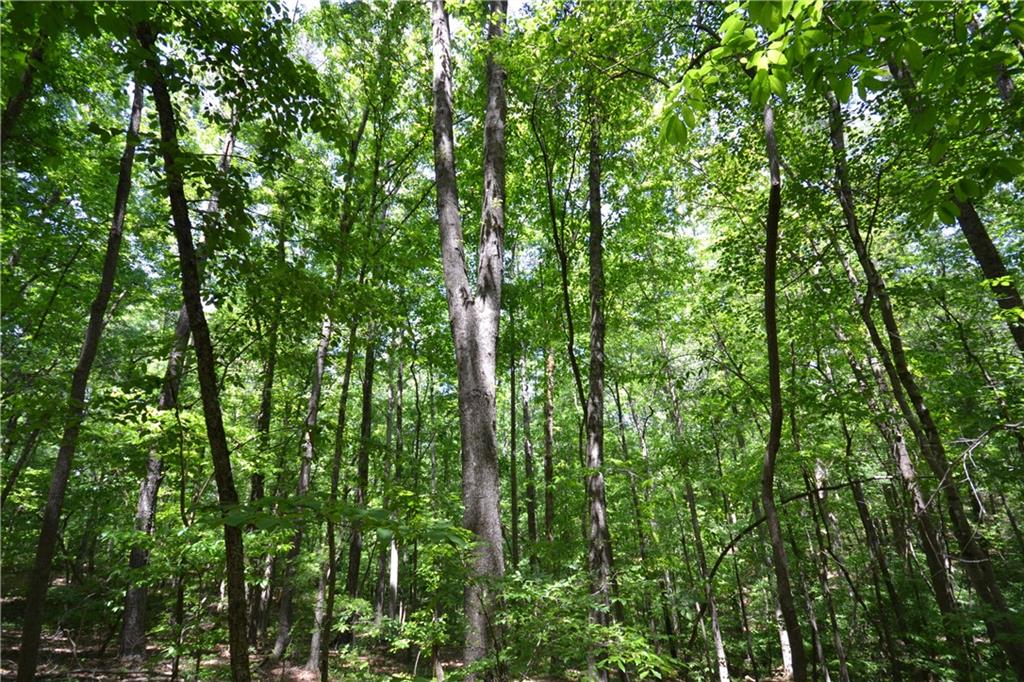5960 Highway 120 Buchanan, GA 30113 - Photo 13 of 40 a view of a lush green forest