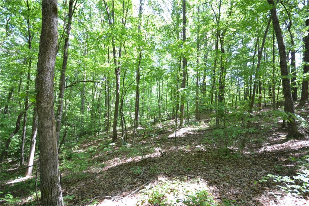 5960 Highway 120 Buchanan, GA 30113 - Photo 15 of 40 a big yard with lots of trees