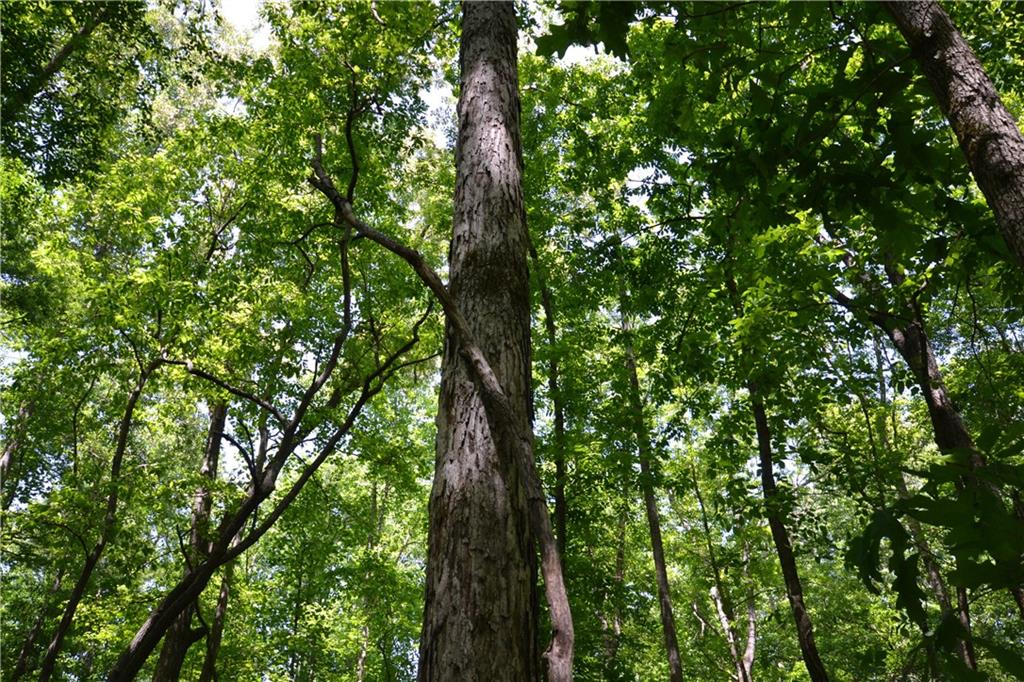 5960 Highway 120 Buchanan, GA 30113 - Photo 16 of 40 a close up of a tree