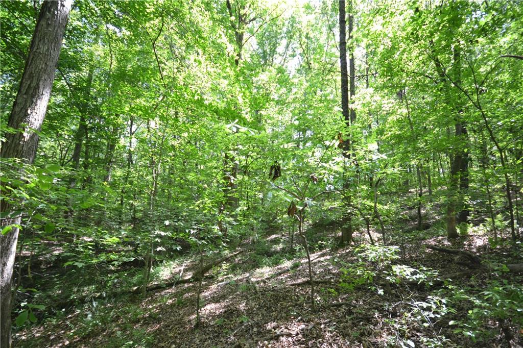 5960 Highway 120 Buchanan, GA 30113 - Photo 17 of 40 a view of a lush green forest