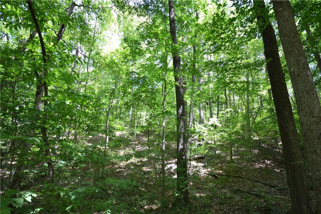 5960 Highway 120 Buchanan, GA 30113 - Photo 18 of 40 a view of a lush green forest