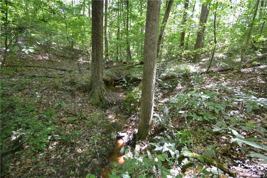 5960 Highway 120 Buchanan, GA 30113 - Photo 19 of 40 a view of a forest that has a tree