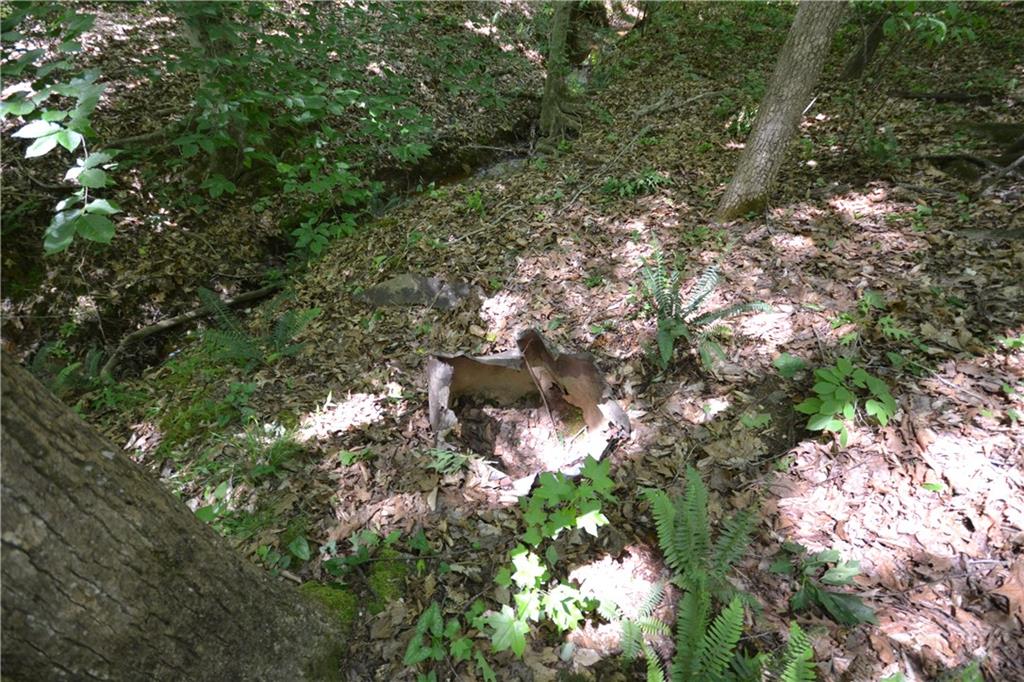 5960 Highway 120 Buchanan, GA 30113 - Photo 20 of 40 a picture of tree