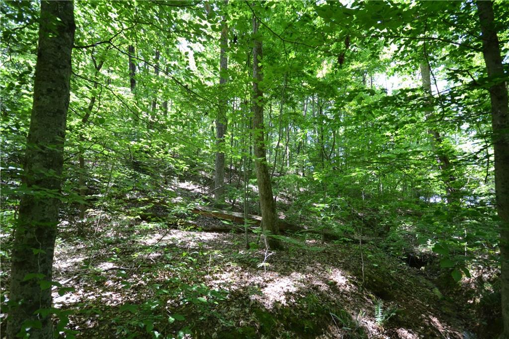 5960 Highway 120 Buchanan, GA 30113 - Photo 21 of 40 a view of a lush green forest