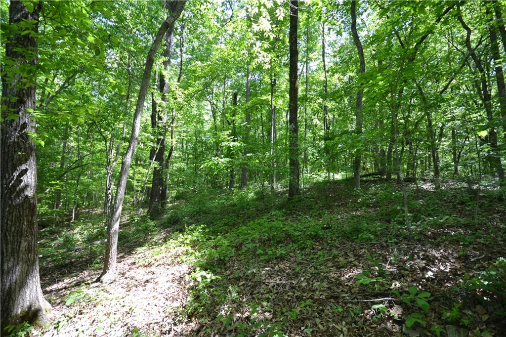 5960 Highway 120 Buchanan, GA 30113 - Photo 24 of 40 a view of forest