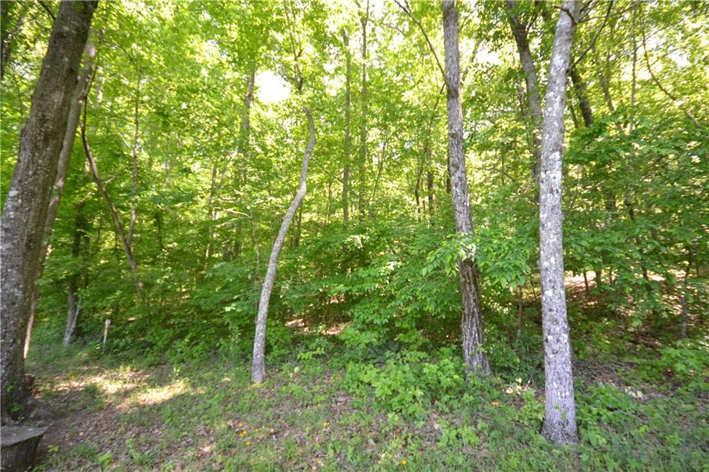 5960 Highway 120 Buchanan, GA 30113 - Photo 27 of 40 a view of a lush green forest