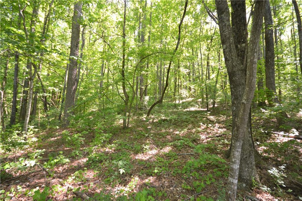5960 Highway 120 Buchanan, GA 30113 - Photo 28 of 40 a backyard of a house with lots of green space