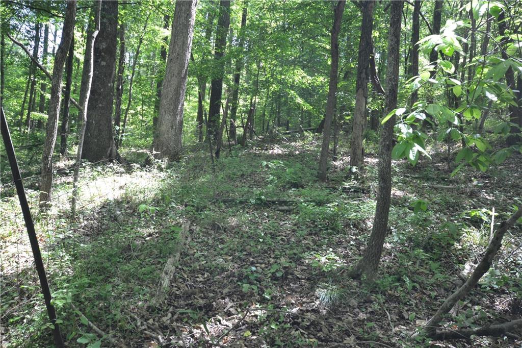 5960 Highway 120 Buchanan, GA 30113 - Photo 30 of 40 a view of a forest that has large trees
