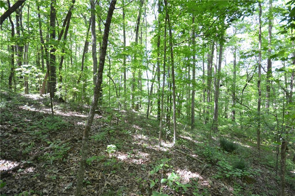 5960 Highway 120 Buchanan, GA 30113 - Photo 31 of 40 a view of forest