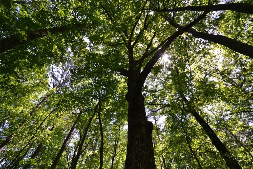 5960 Highway 120 Buchanan, GA 30113 - Photo 35 of 40 a view of tree