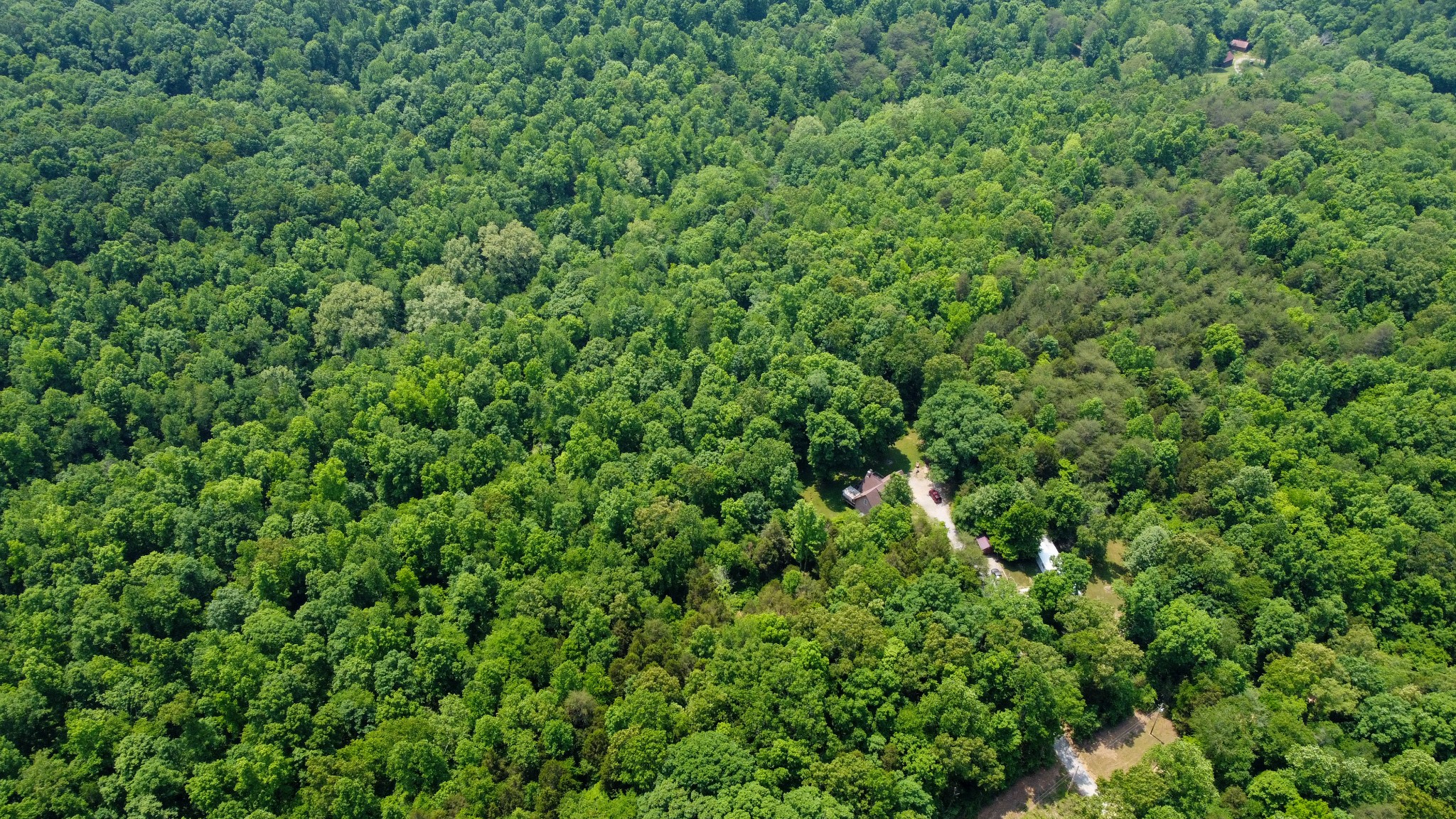0 Greer Road Lyles, TN 37098 - Photo 11 of 16 a view of a lush green forest