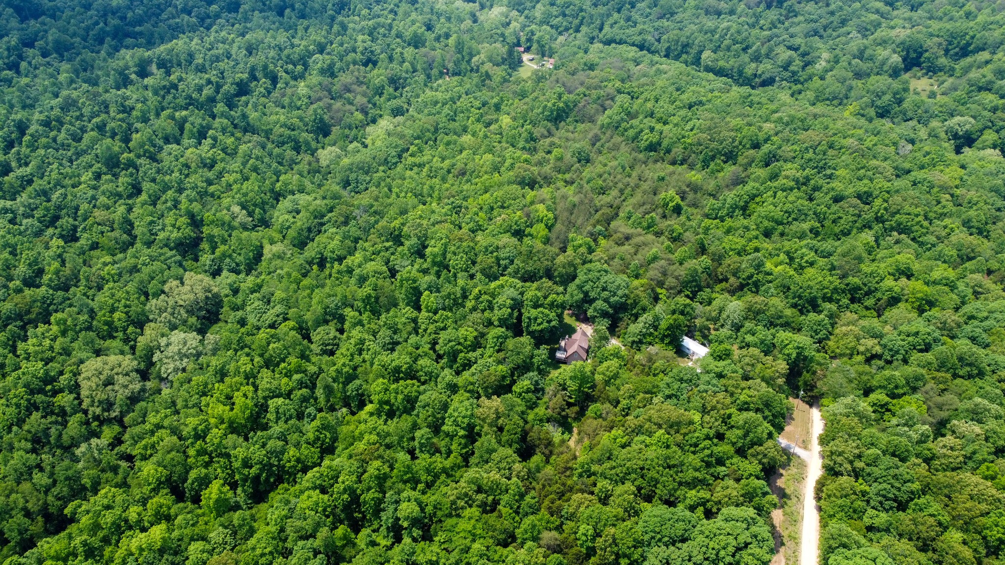 0 Greer Road Lyles, TN 37098 - Photo 12 of 16 a view of a lush green forest