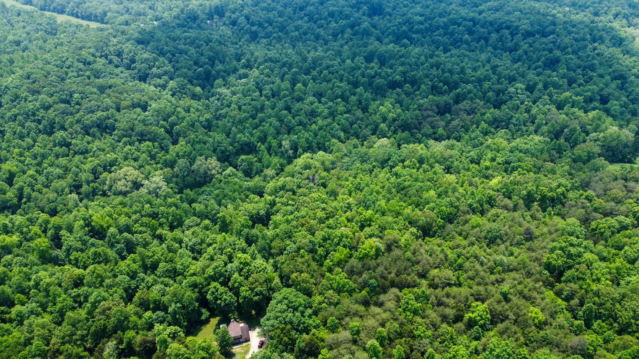 0 Greer Road Lyles, TN 37098 - Photo 13 of 16 a view of a lush green forest