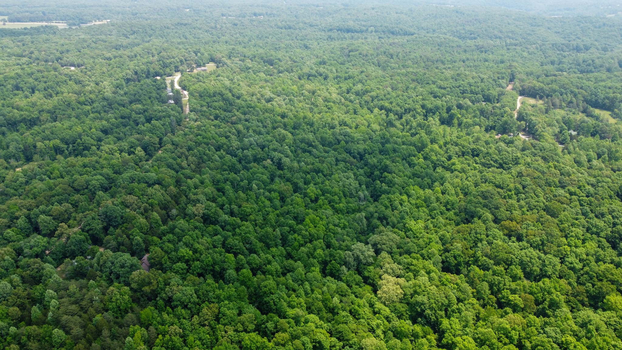0 Greer Road Lyles, TN 37098 - Photo 16 of 16 a view of a forest with a street