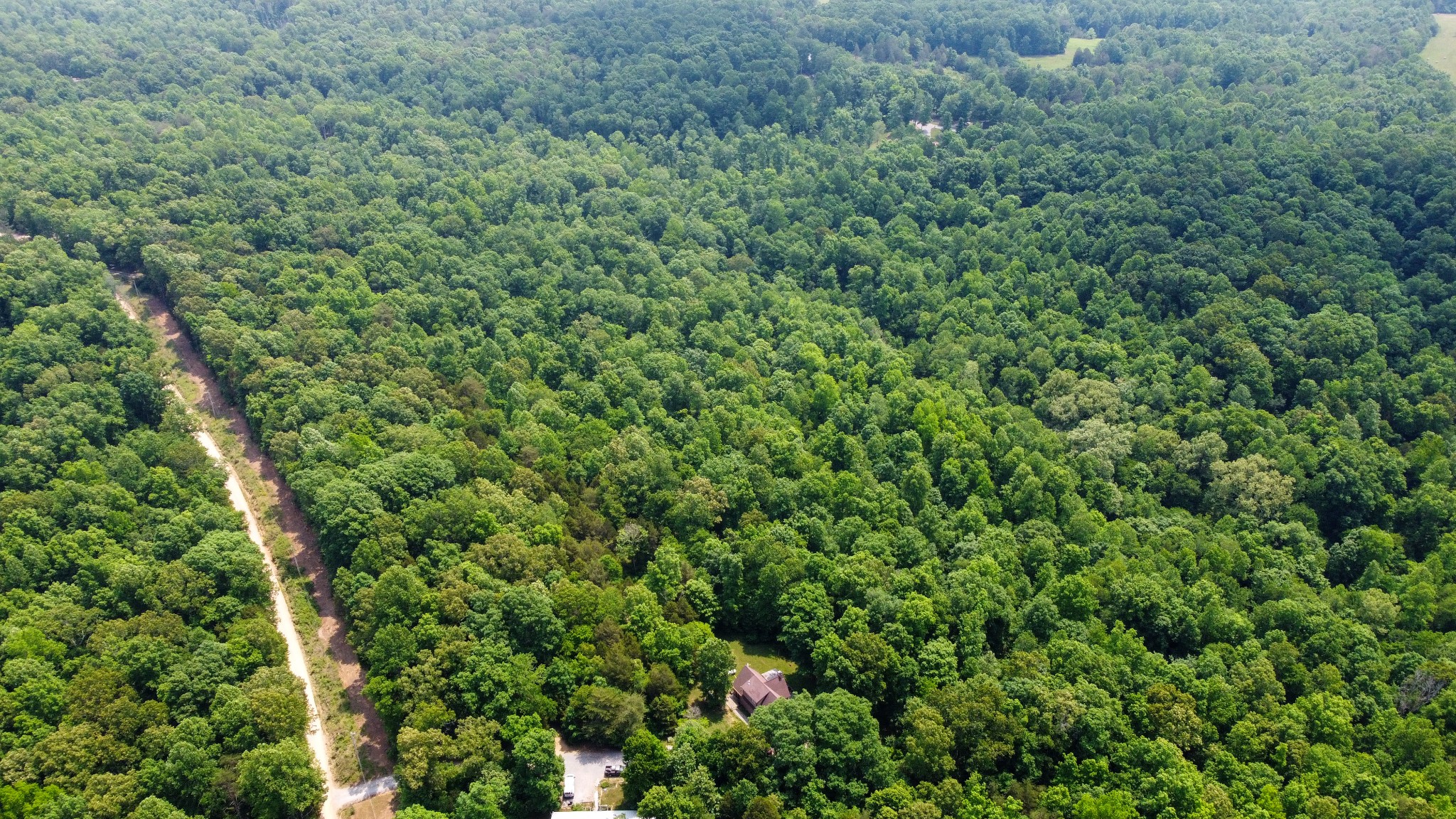 0 Greer Road Lyles, TN 37098 - Photo 6 of 16 a view of a lush green forest