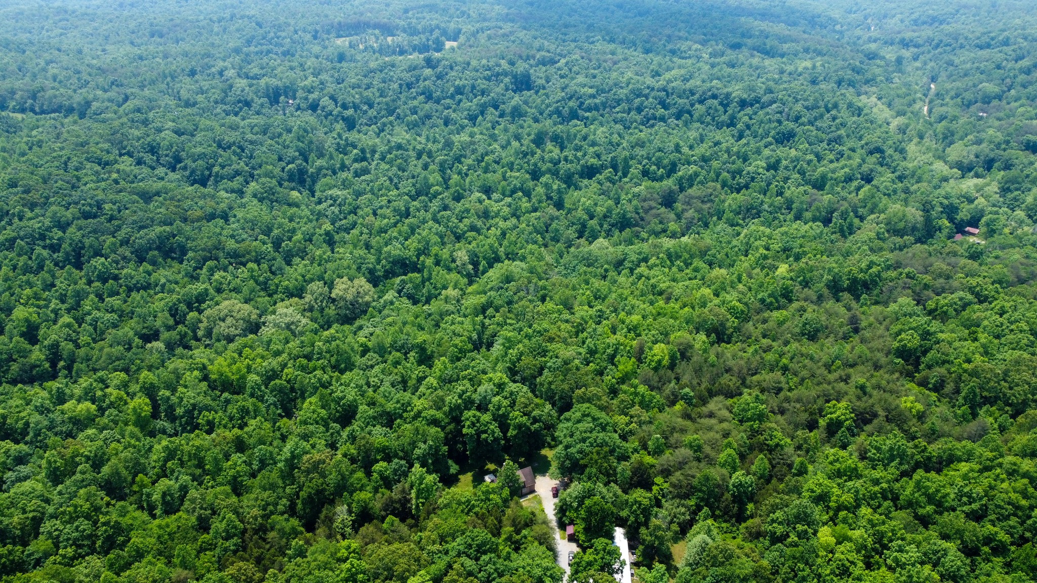 0 Greer Road Lyles, TN 37098 - Photo 10 of 16 a view of a lush green forest