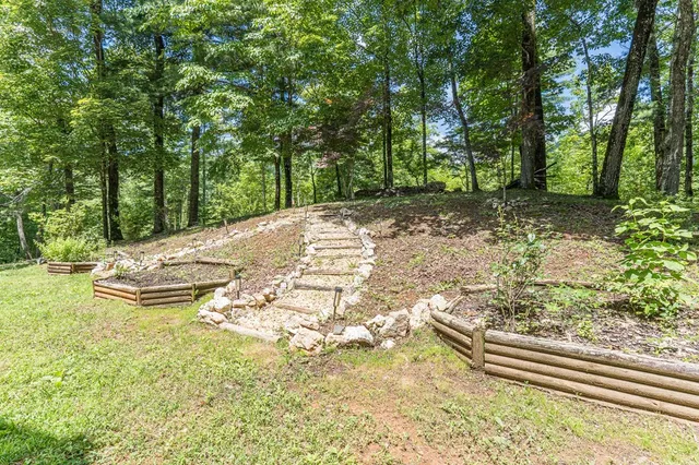 a view of a forest with trees
