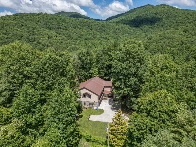 a view of a lush green forest