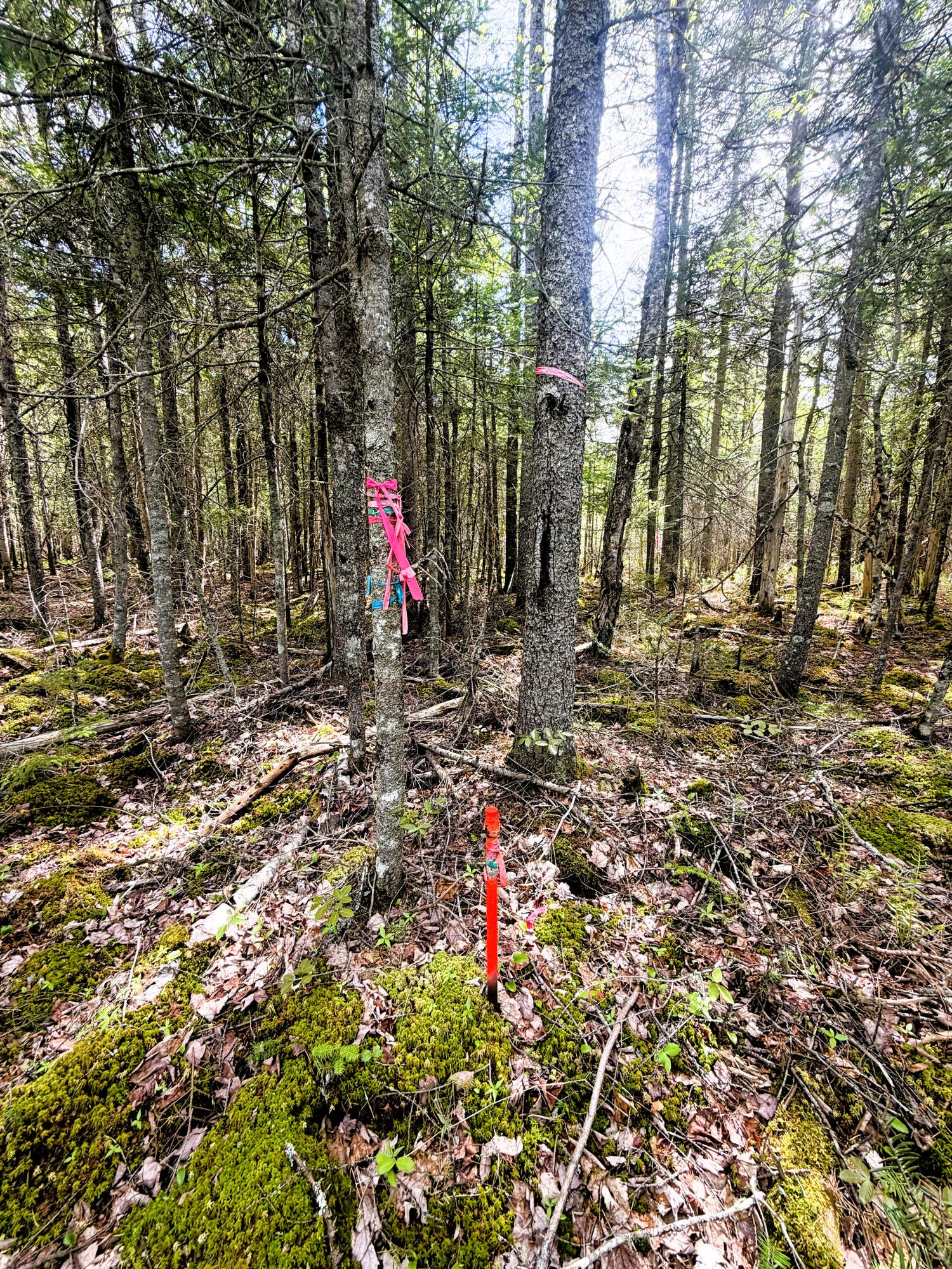59 High Head Road East Machias, ME 04630 - Photo 4 of 11 59 HIGH HEAD RD 4