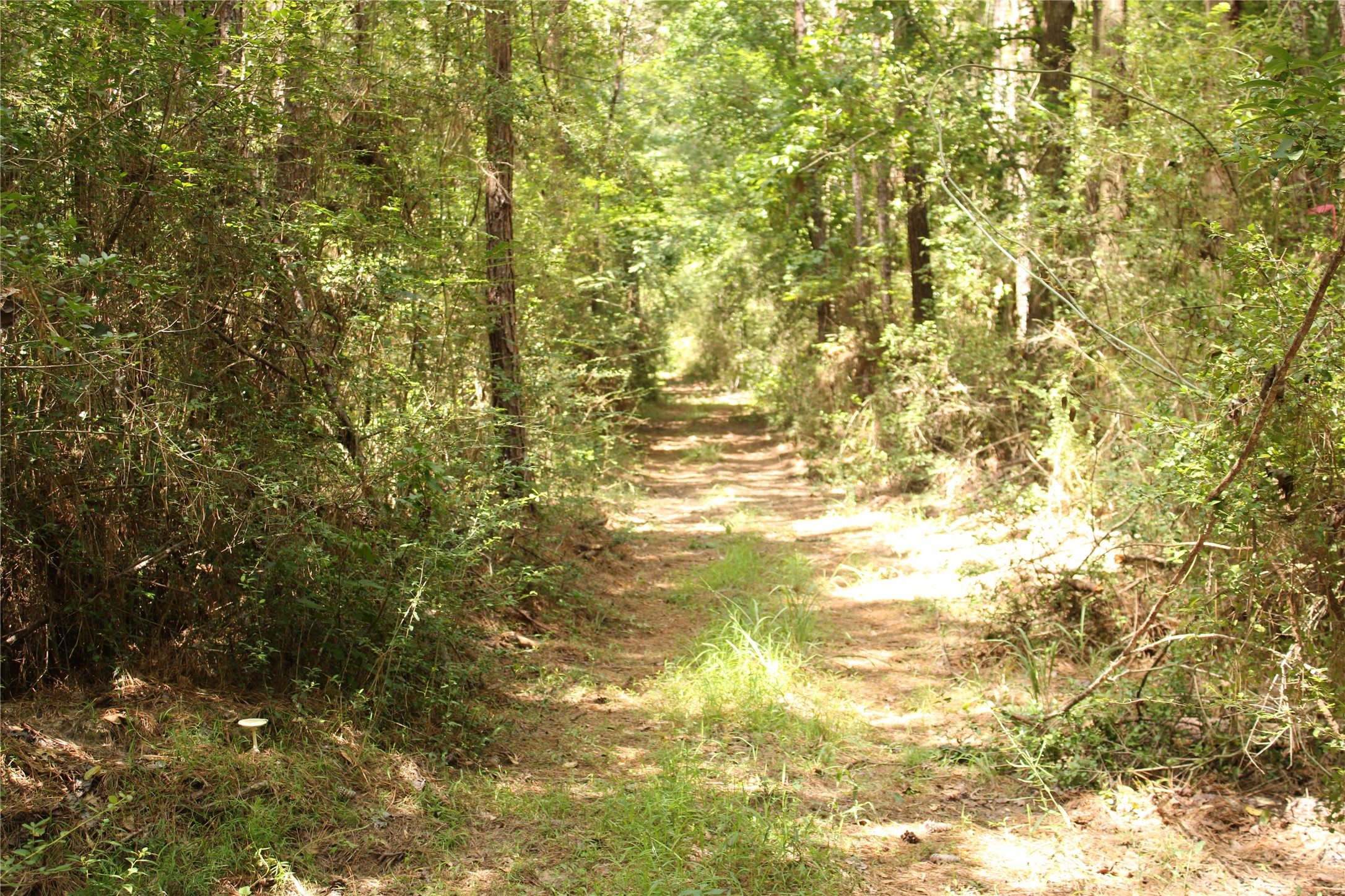 Tbd 10th Street Shepherd, TX 77371 - Photo 3 of 7