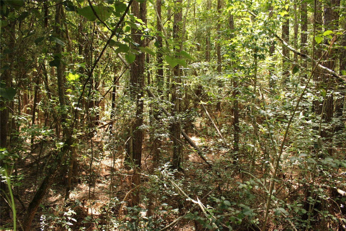 Tbd 10th Street Shepherd, TX 77371 - Photo 4 of 7 a view of a tree
