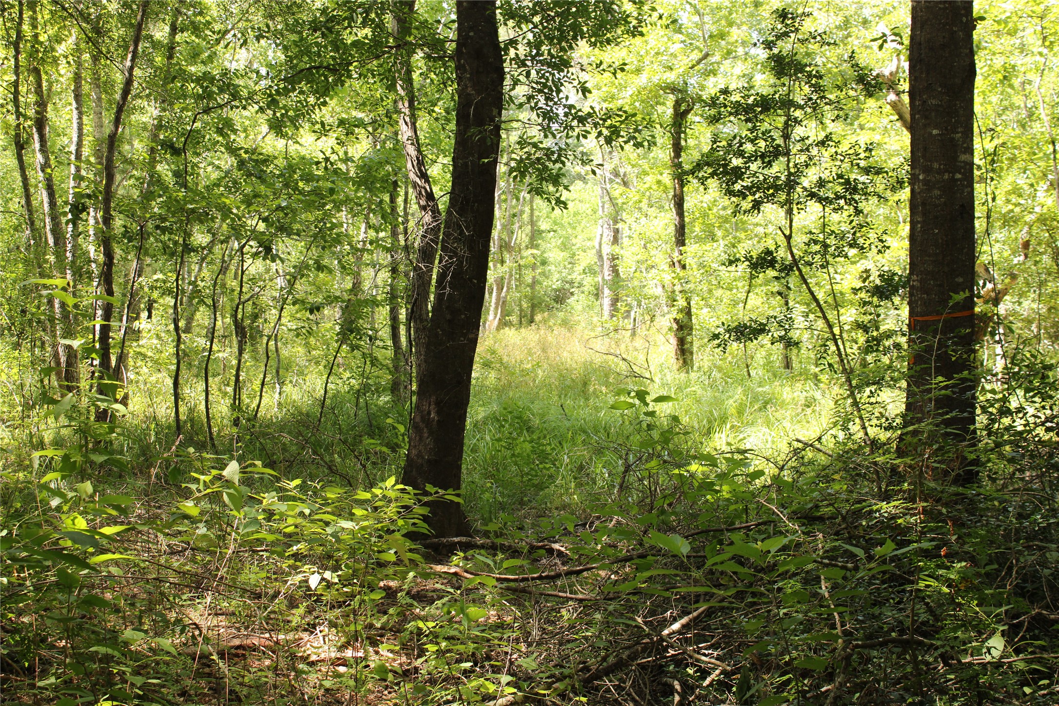 Tbd 10th Street Shepherd, TX 77371 - Photo 5 of 7
