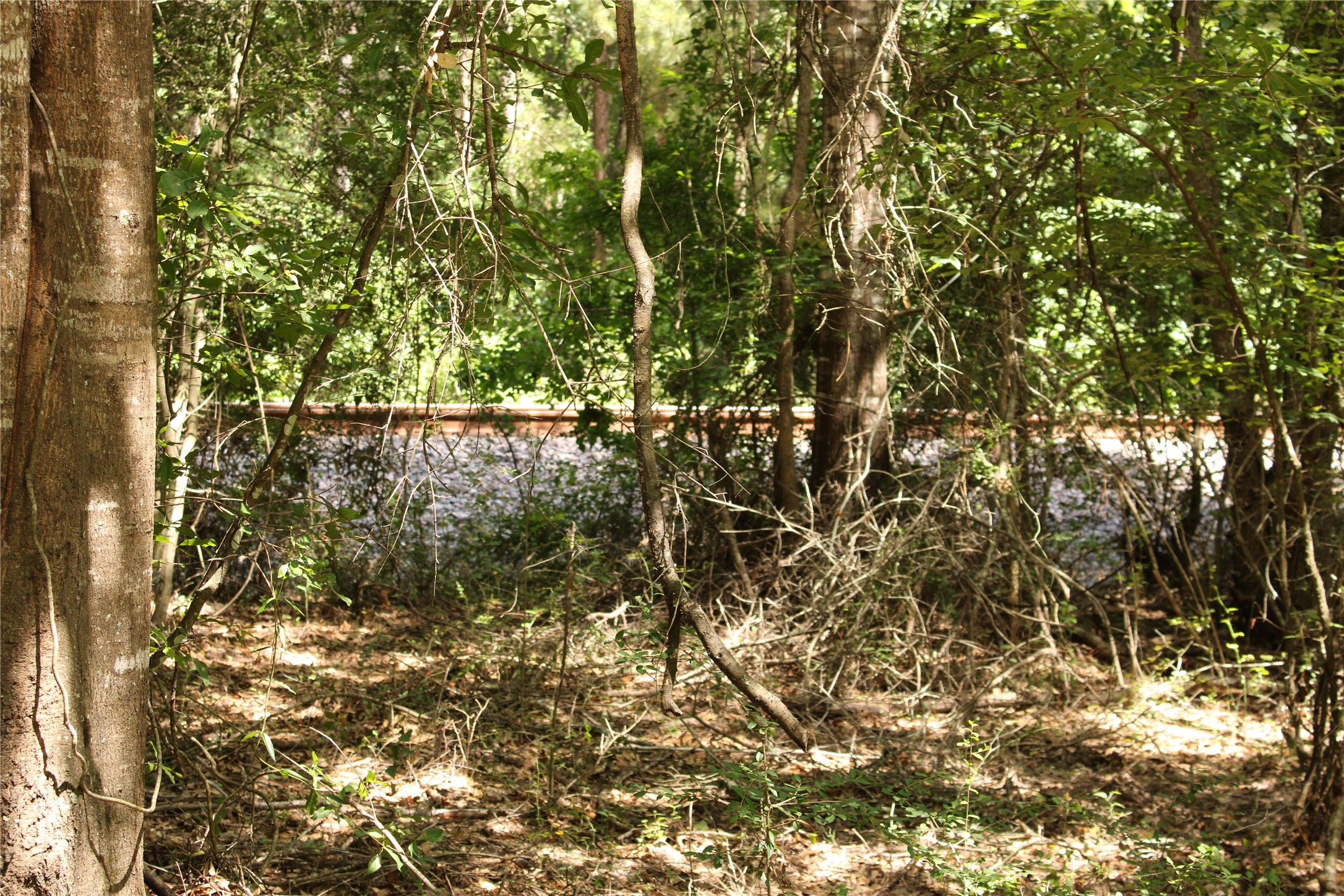 Tbd 10th Street Shepherd, TX 77371 - Photo 6 of 7