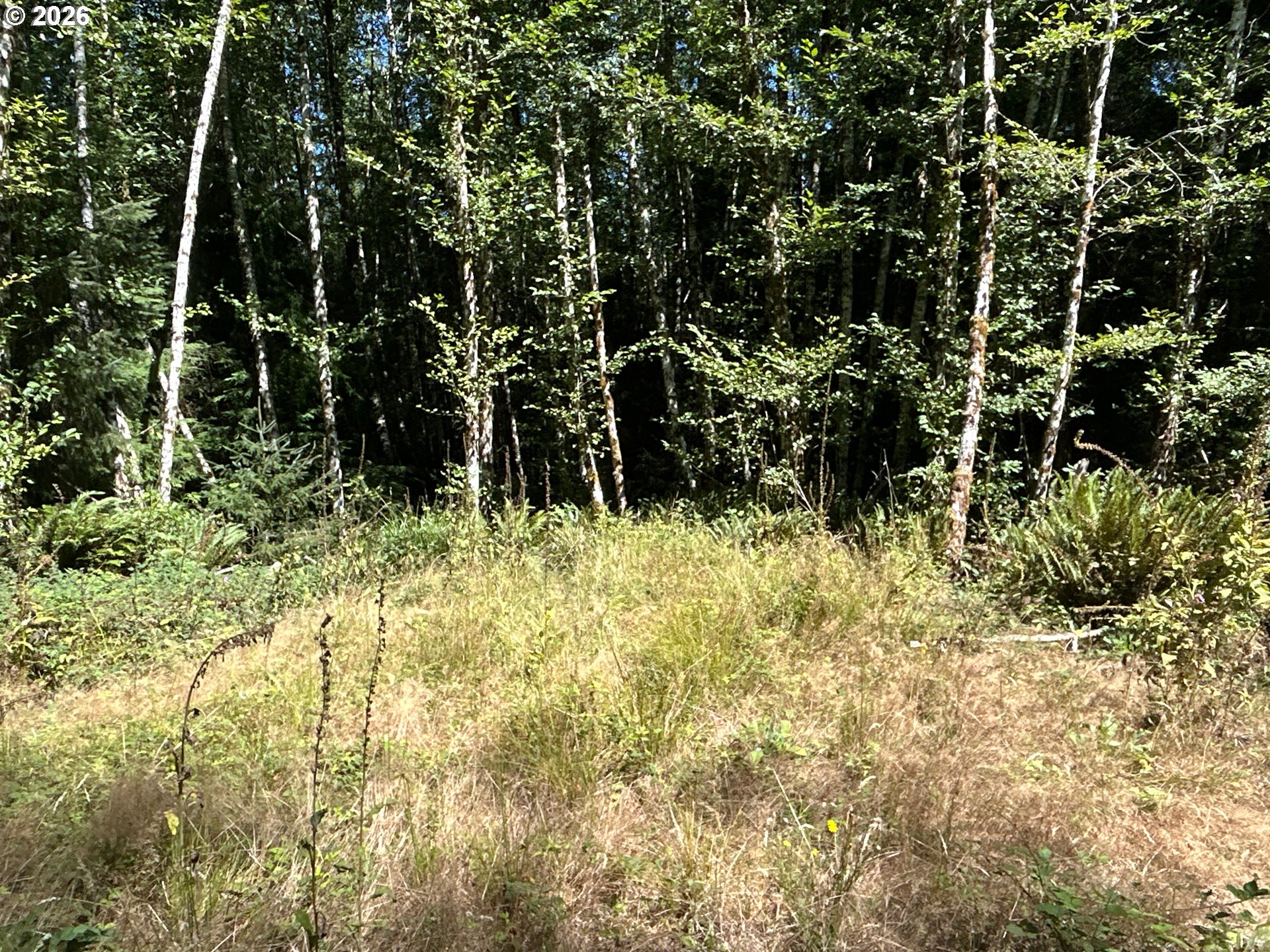 1 Eden Valley Road Rosburg, WA 98643 - Photo 4 of 11 a view of outdoor space and trees