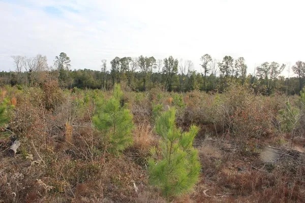 $292,000 | 0 Hampton Avenue, Blackville, SC 29817