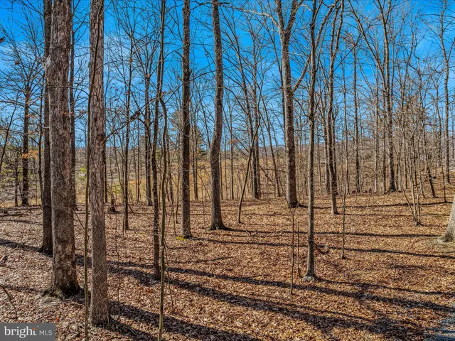 a view of a yard with trees