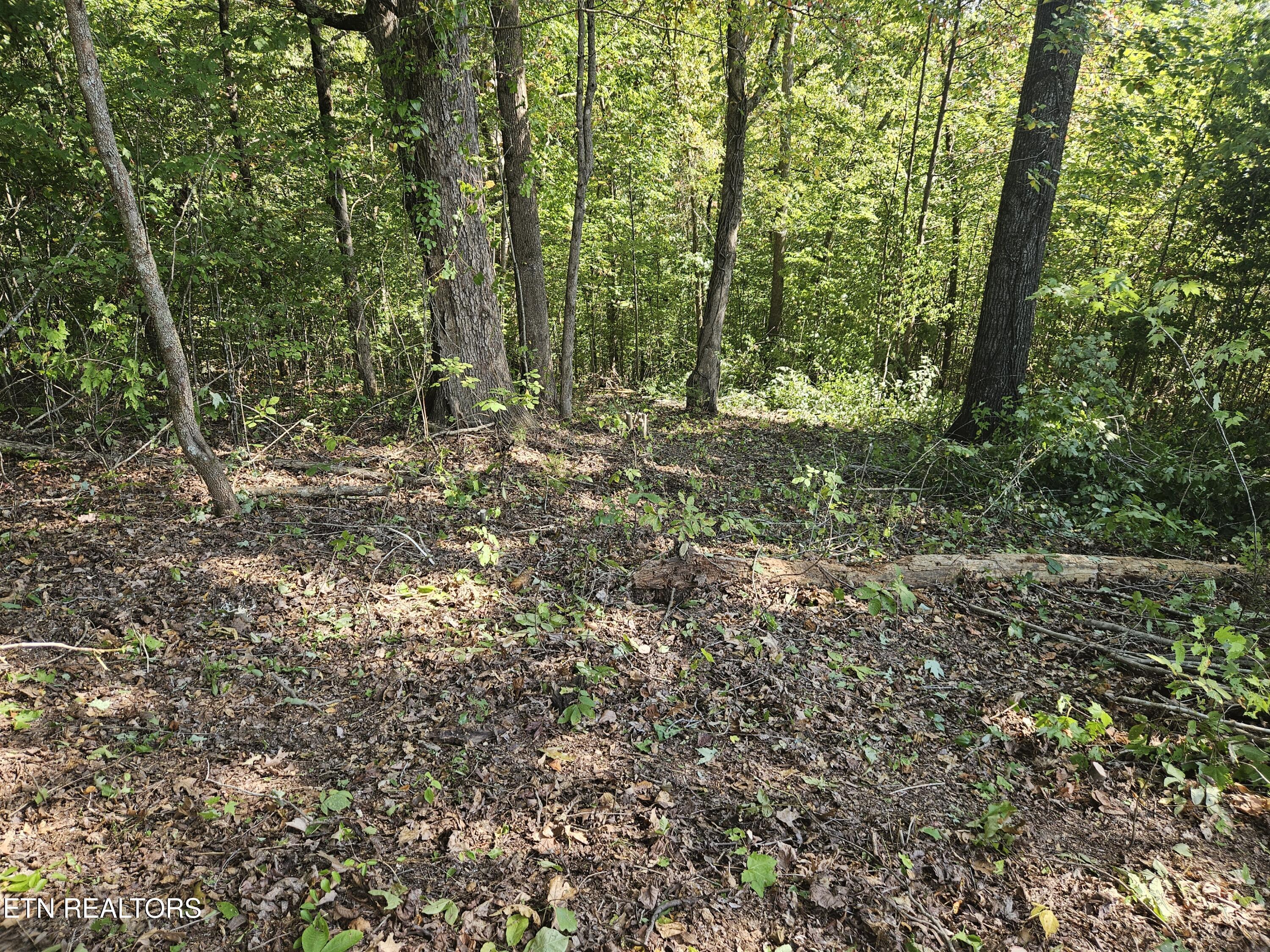 Lot172-173 Saddle Ridge Drive Speedwell, TN 37870 - Photo 5 of 14 Potential building site