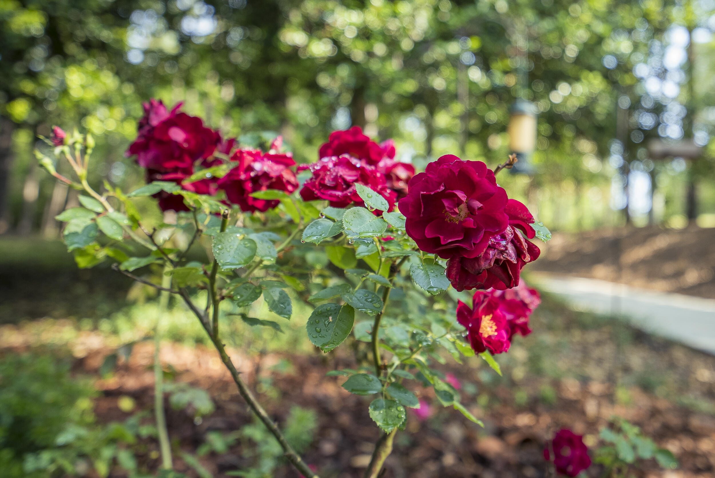 221 Beaver Branch Road Aiken, SC 29801 - Photo 41 of 43 Garden Roses