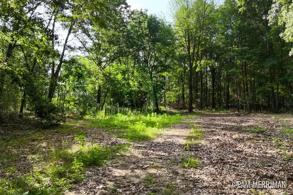 $150,000 | Parcel F Parcel F Willard Road, Trufant, MI 49347