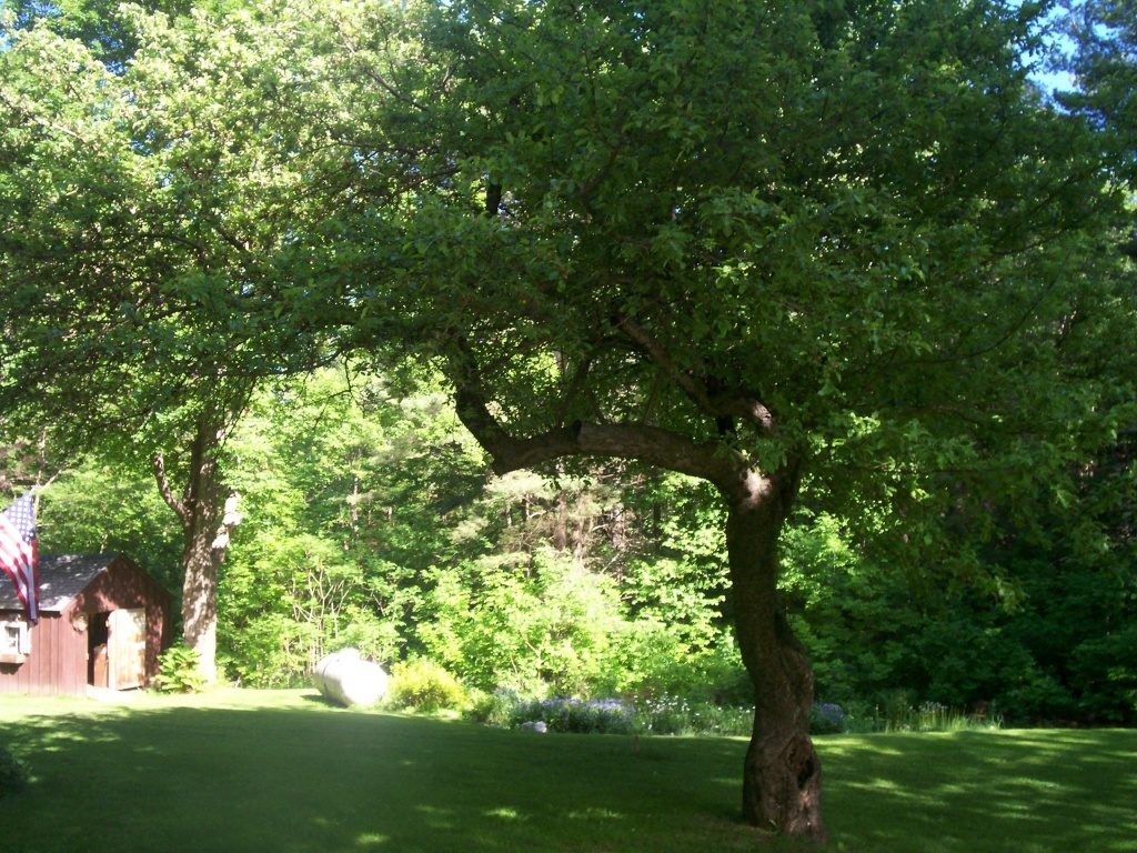 38 Brunelle Road Heath, MA 01340 - Photo 5 of 6 a backyard of a house with lots of green space