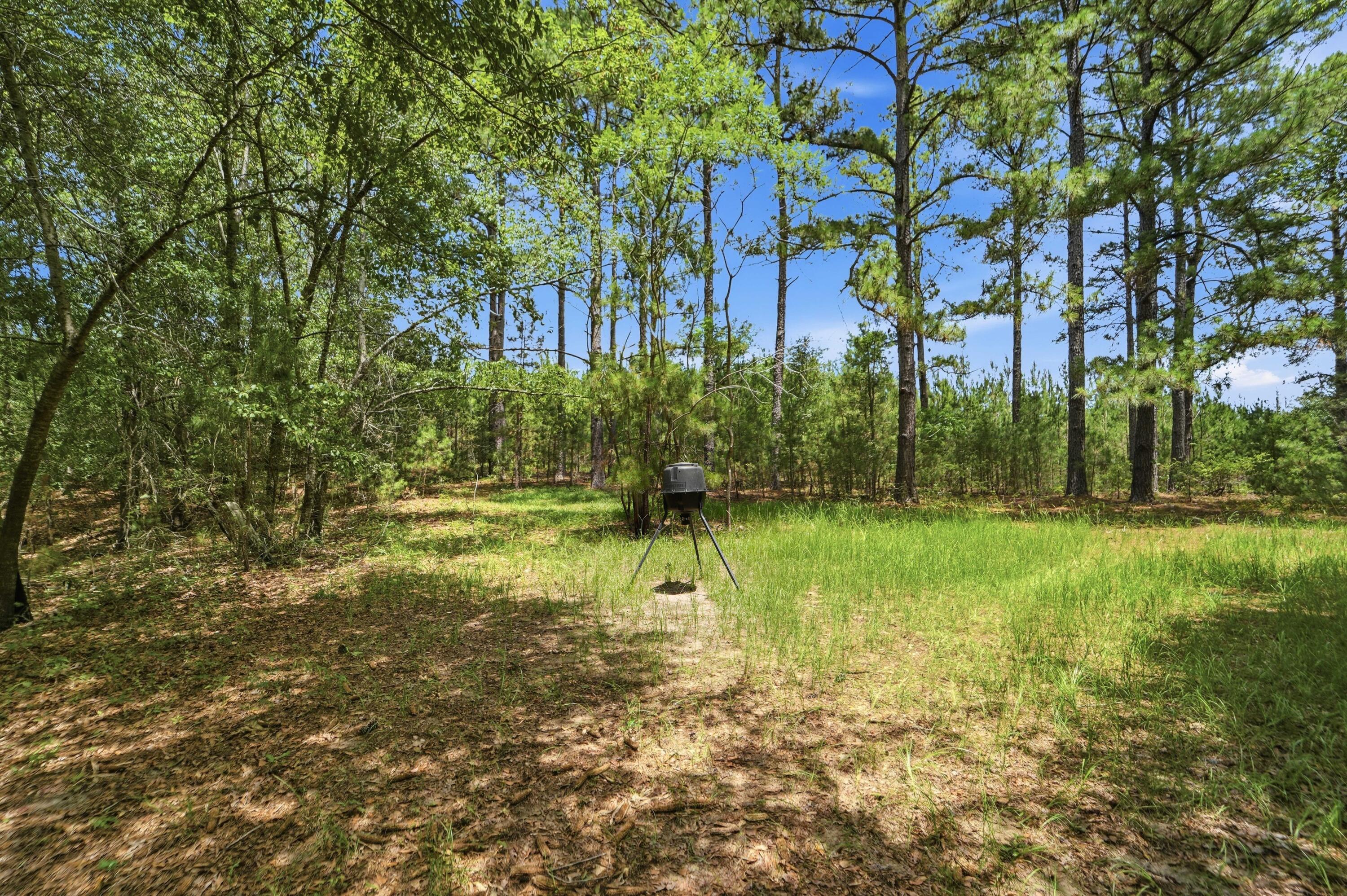 1530 Catfish Lane Manning, SC 29102 - Photo 30 of 37 wooded lot