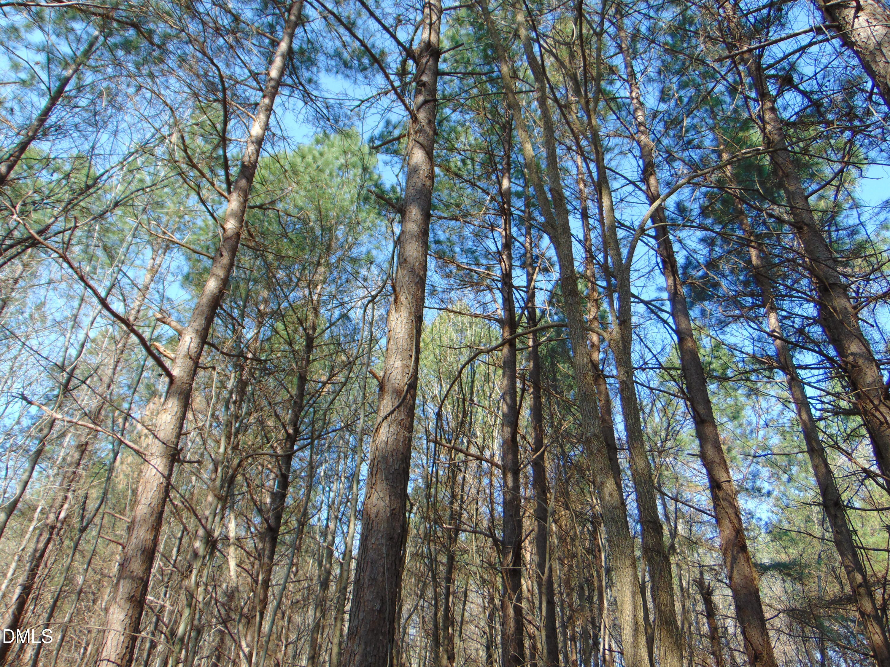 0 Cates Mill Road Roxboro, NC 27574 - Photo 27 of 31 a view of forest