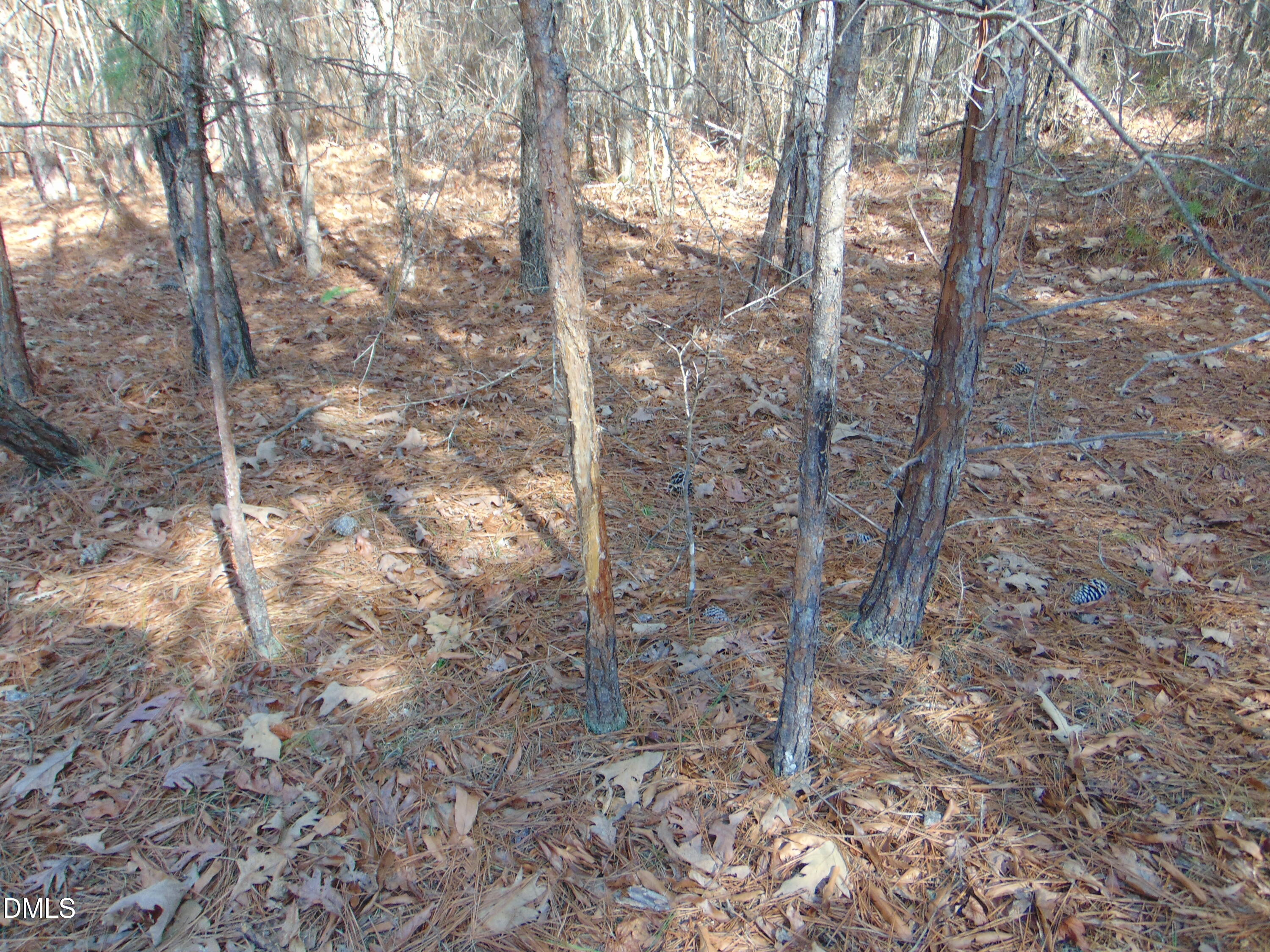 0 Cates Mill Road Roxboro, NC 27574 - Photo 30 of 31 a yard with tall trees