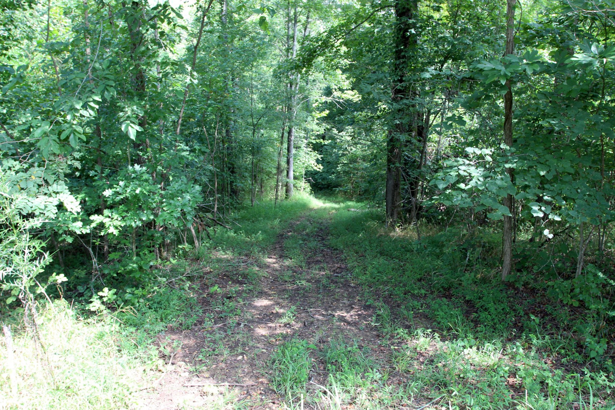 0 Diamond Point Drive Bumpus Mills, TN 37028 - Photo 16 of 20 a view of a lush green forest