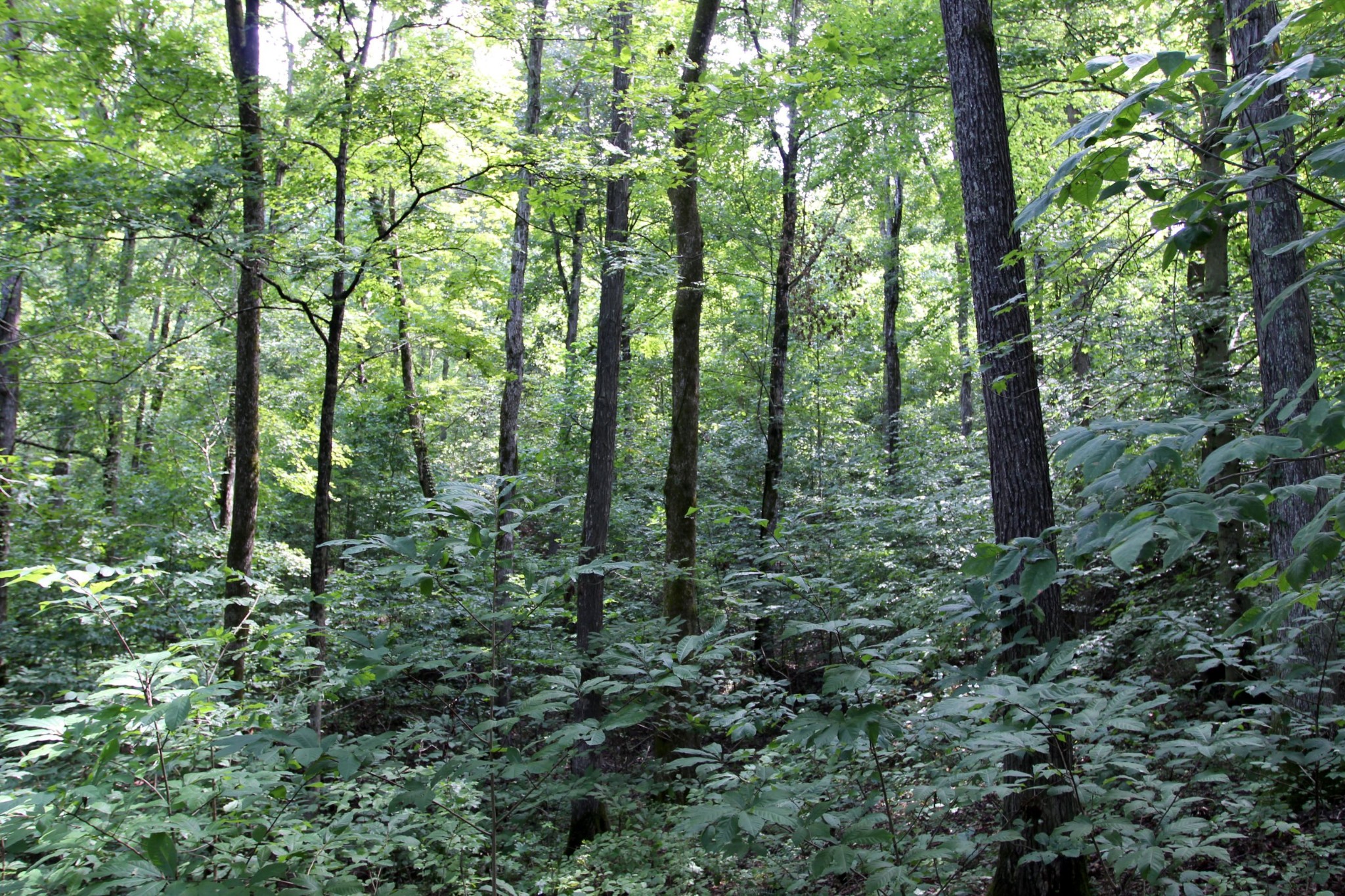 0 Diamond Point Drive Bumpus Mills, TN 37028 - Photo 17 of 20 a view of forest