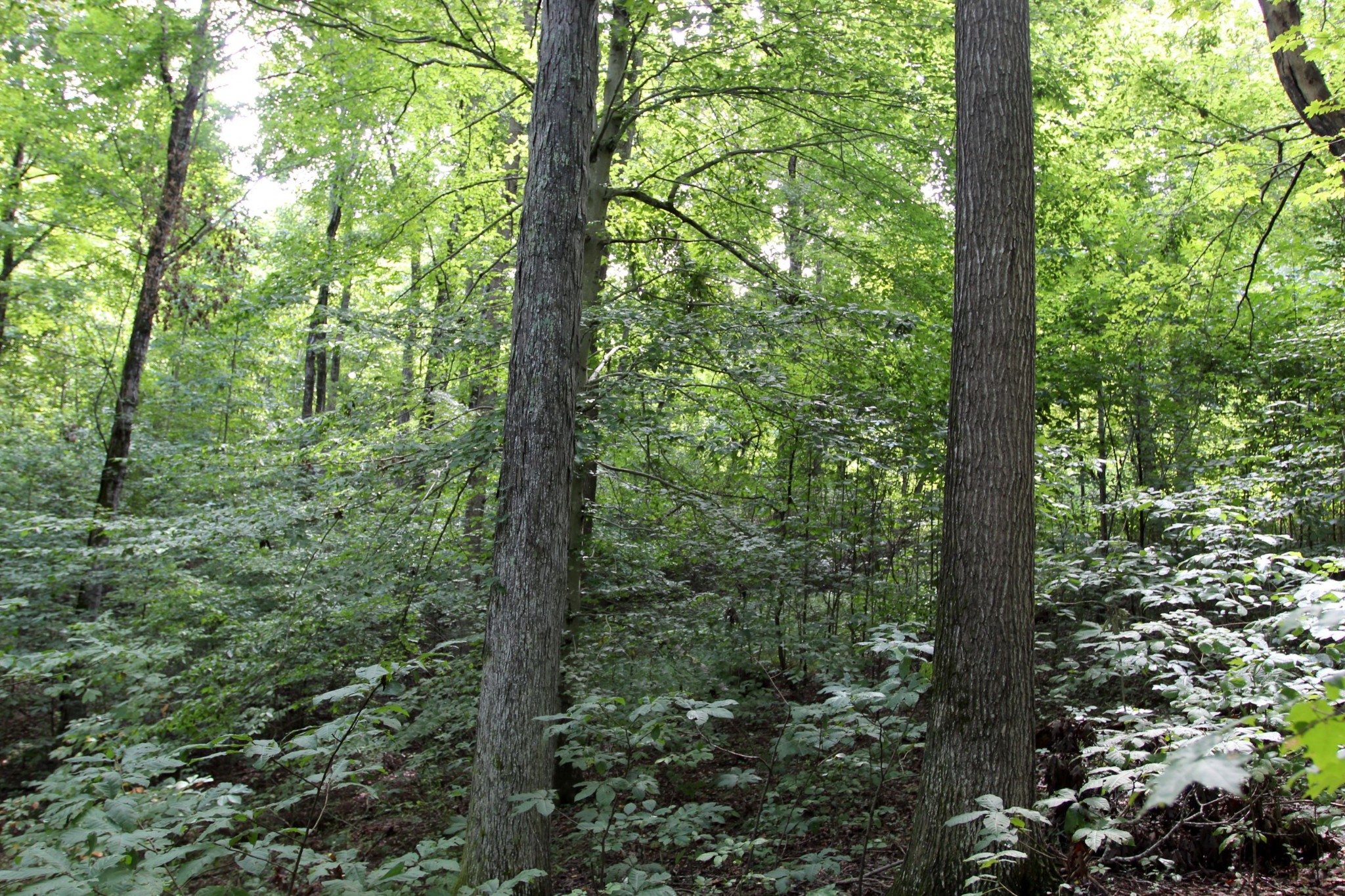 0 Diamond Point Drive Bumpus Mills, TN 37028 - Photo 18 of 20 a view of a forest that has large trees