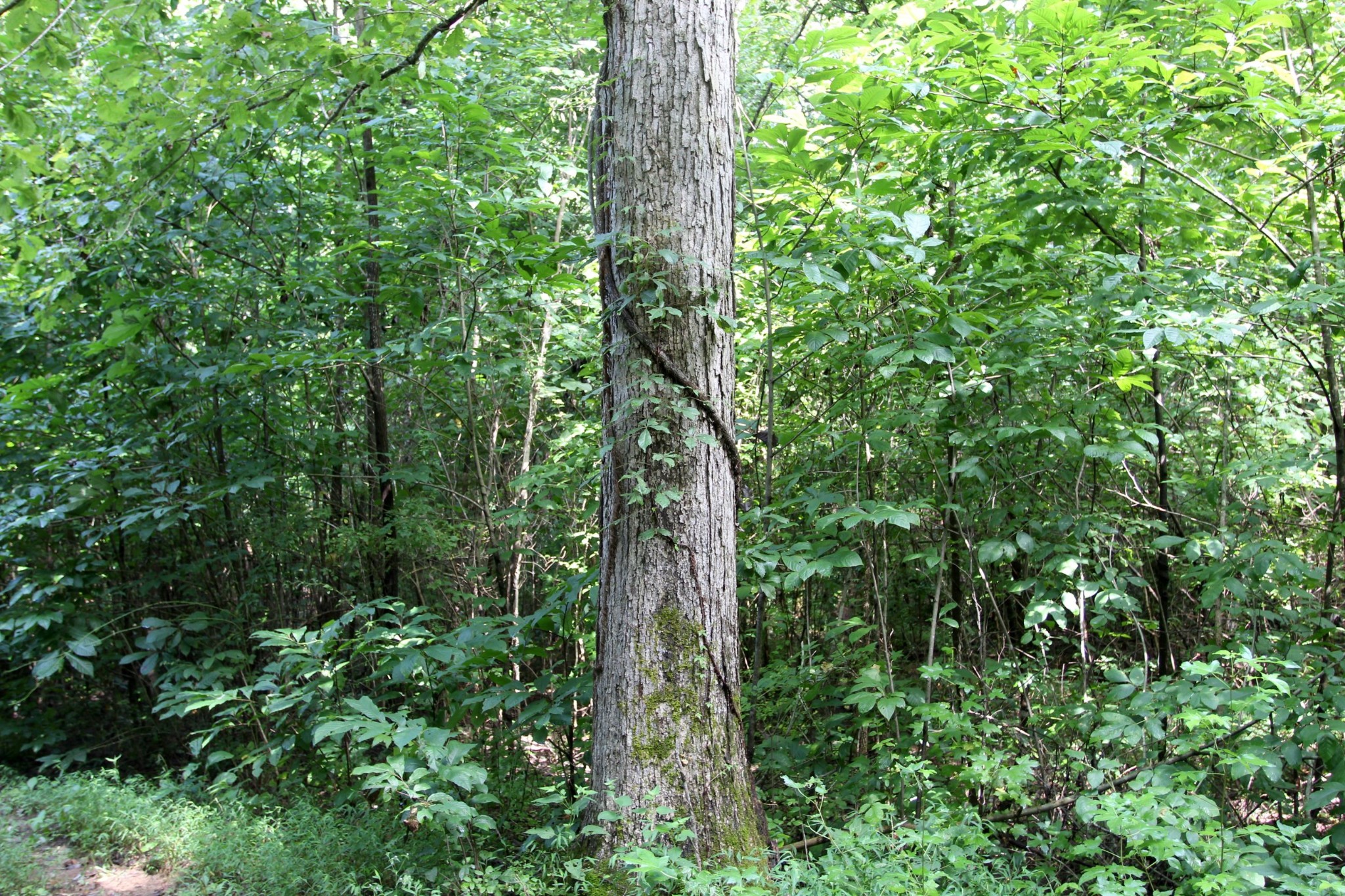 0 Diamond Point Drive Bumpus Mills, TN 37028 - Photo 19 of 20 a map view of a forest