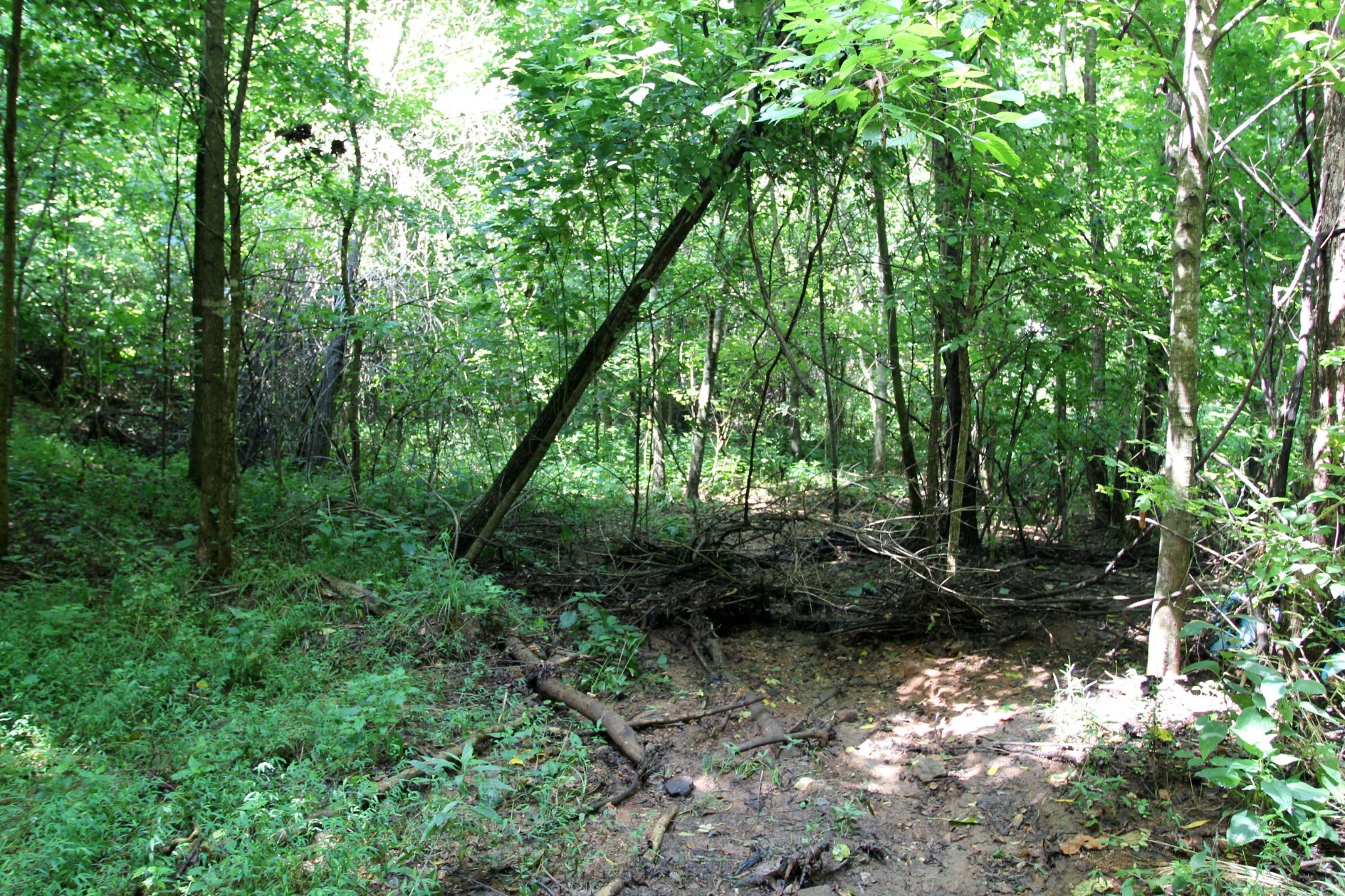0 Diamond Point Drive Bumpus Mills, TN 37028 - Photo 20 of 20 a view of outdoor space and green space