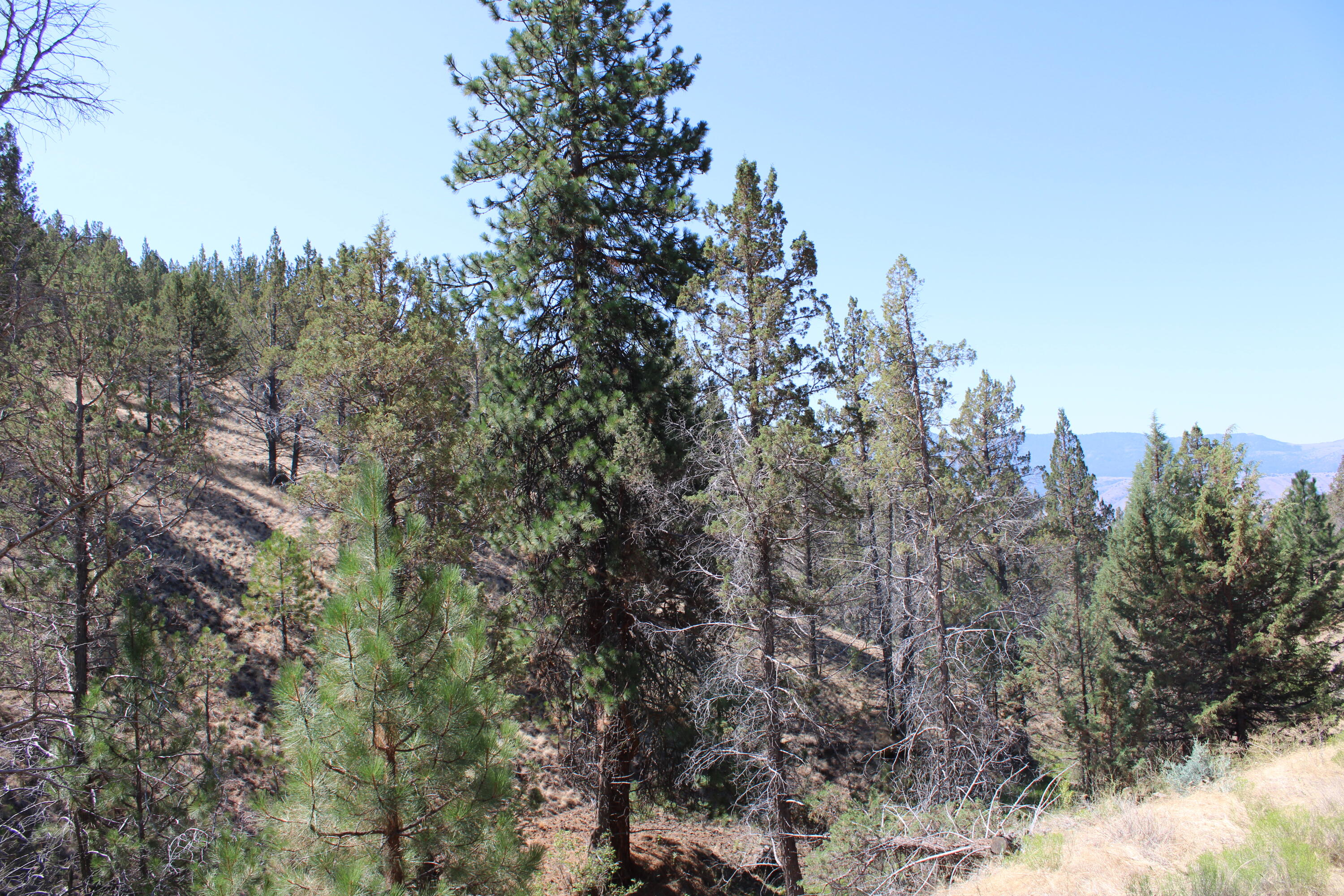 2400 Wiley Creek Road Mount Vernon, OR 97865 - Photo 21 of 34 IMG_1959