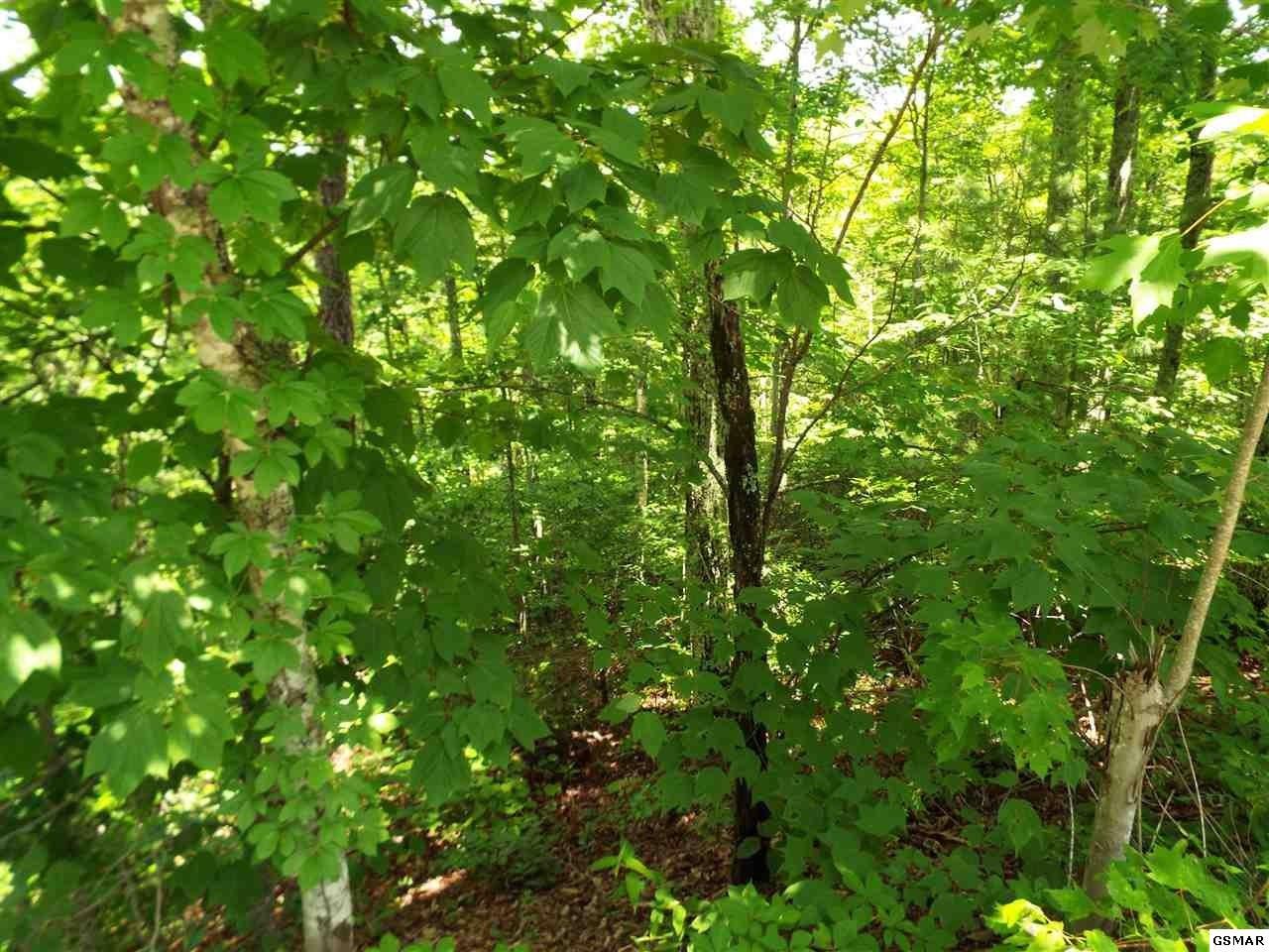11 Wildcat Ridge Road Sevierville, TN 37862 - Photo 14 of 24