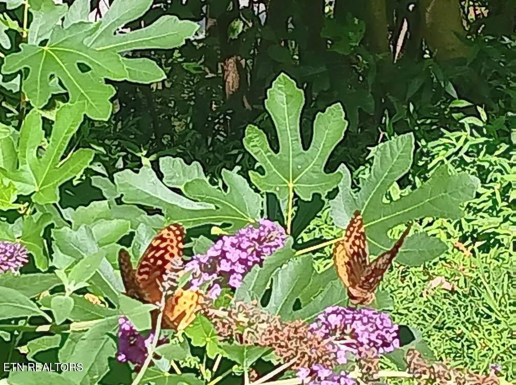 132 Sugar Maple Way Del Rio, TN 37727 - Photo 35 of 58 Fig Tree and Butterfly Bush