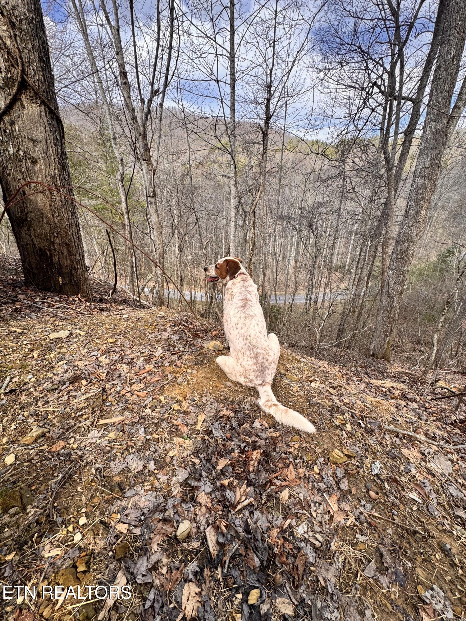 132 Sugar Maple Way Del Rio, TN 37727 - Photo 42 of 58 Property with Guard Dog :)