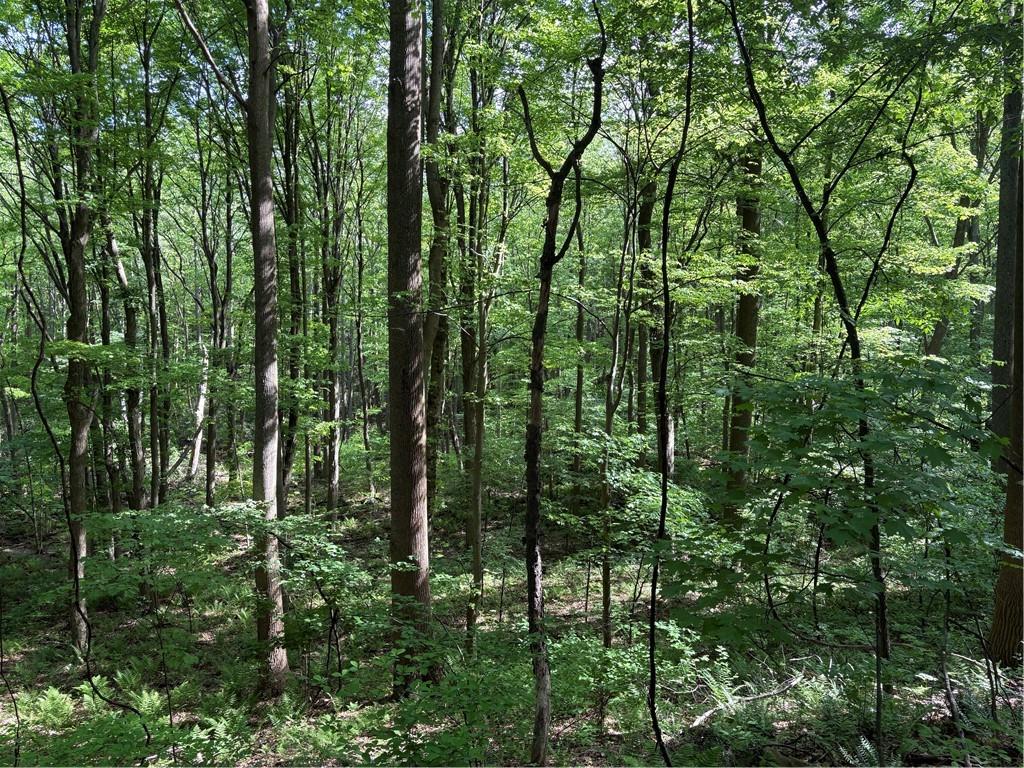 Lot 1 Cottonwood Road Acme, PA 15610 - Photo 6 of 25